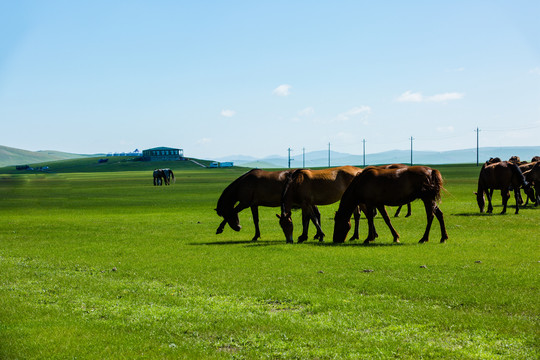 草原上吃草的马群