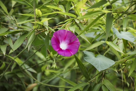 牵牛花