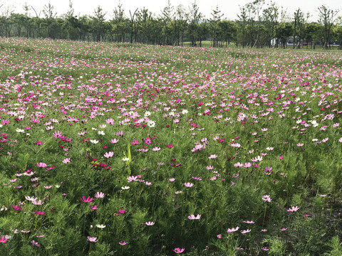 奉贤花海