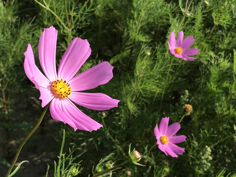 奉贤花海