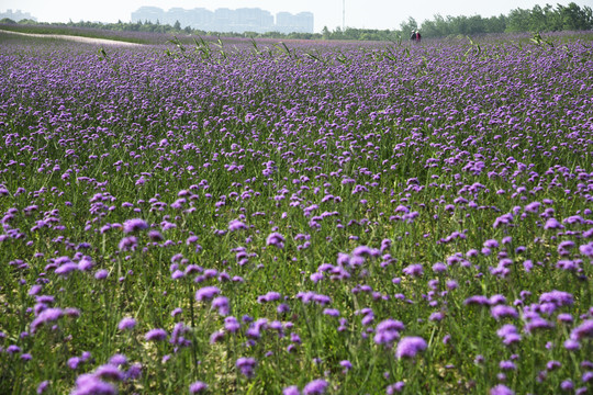 奉贤花海