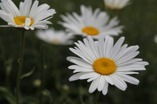 白菊花