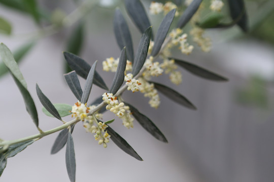 油橄榄花