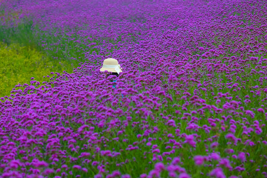 九江八里湖畔花海