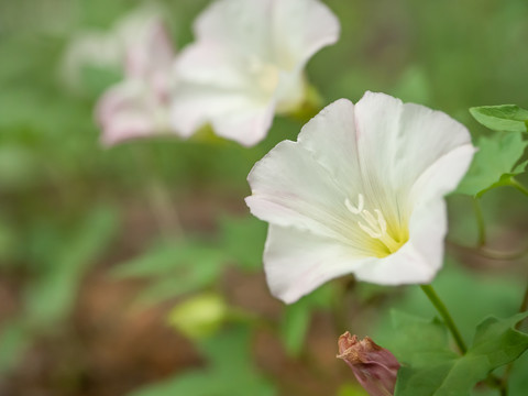 户外田野旁尽情绽放的牵牛花