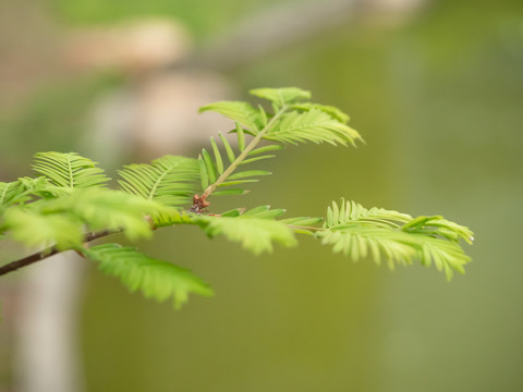 绿色植物杉树叶子特写图