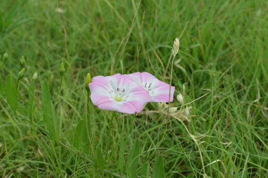 牵牛花