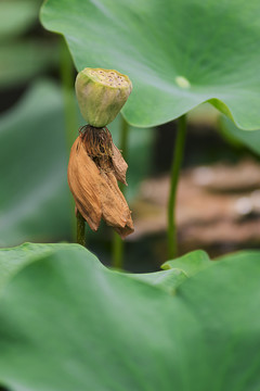 荷花