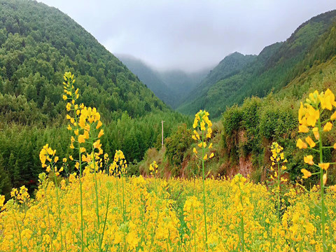 油菜花