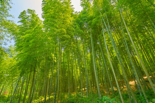 阳光竹林