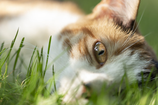 猫咪眼睛特写