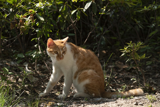 流浪猫