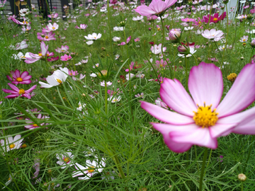 格桑花