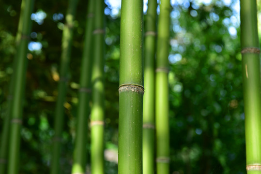 绿色竹子竹林