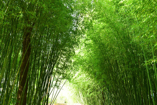 绿色竹子竹林