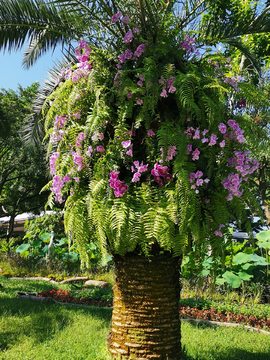 花树