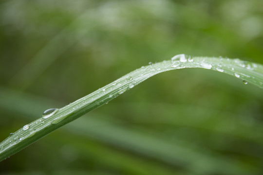 叶子上的雨水