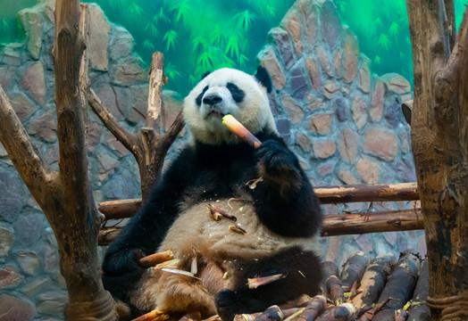 可爱的熊猫