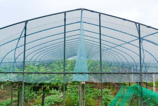 农村蔬菜种植大棚