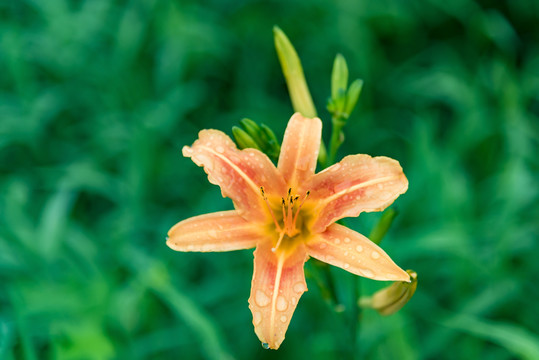 萱草黄花菜