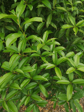 茶树特写