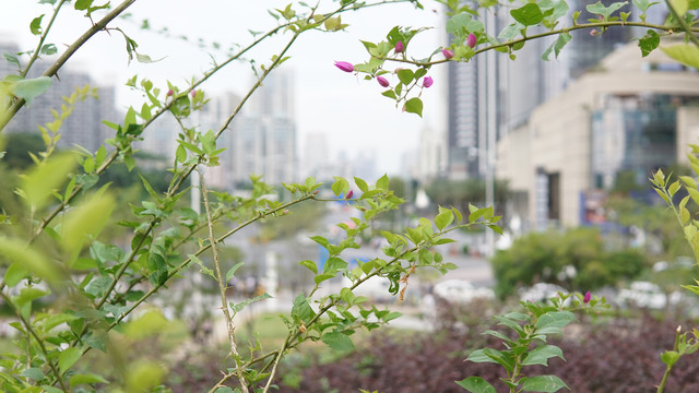 绿植后的城市