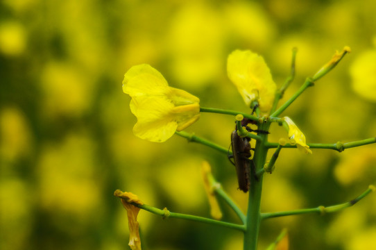 油菜花