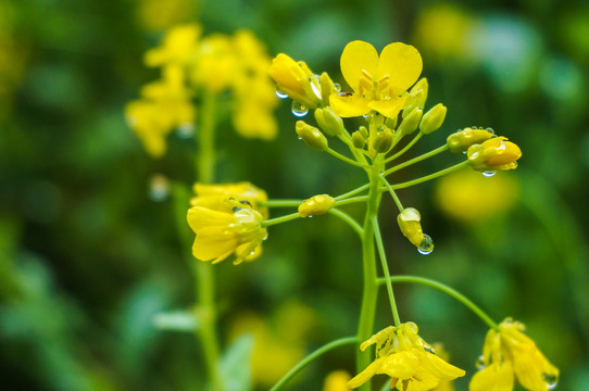 油菜花