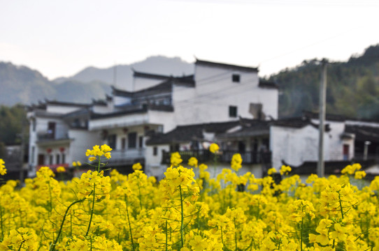 油菜花与村庄