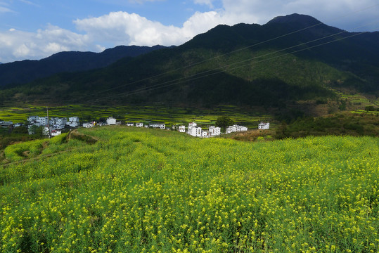 油菜花与村庄