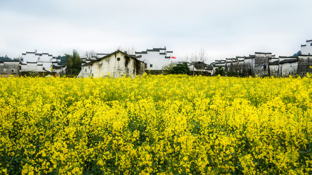 油菜花与村庄