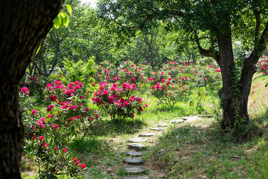 开满杜鹃花的山路