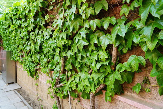墙上的爬山虎绿叶