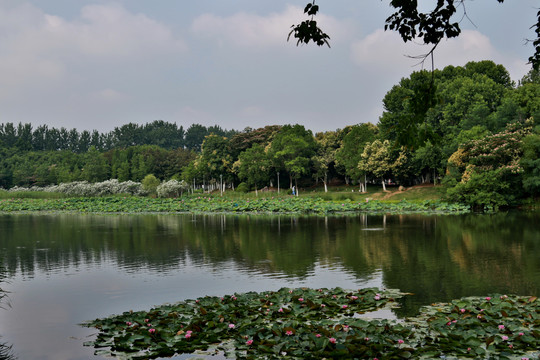 合肥蜀峰湾绿色公园