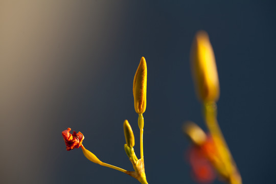 射干花苞特写