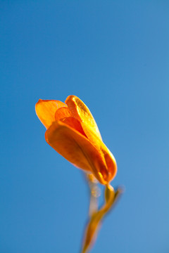 射干花卉特写