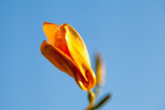 射干花卉特写