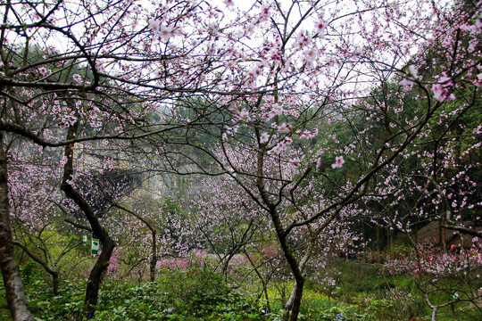 桃花源