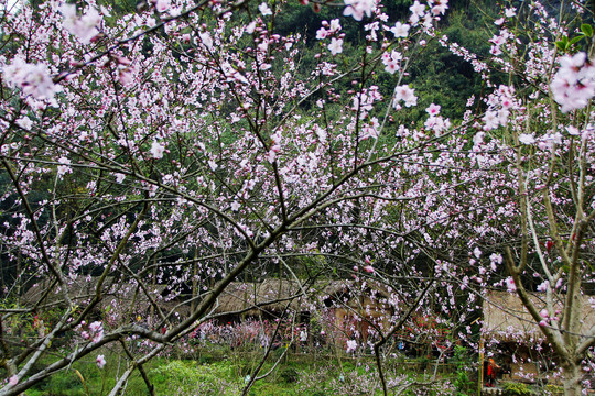 桃花源