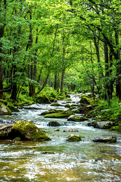 森林绿树流水