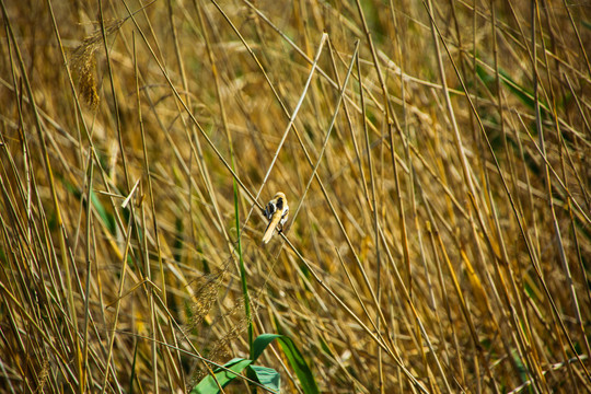 湿地小鸟