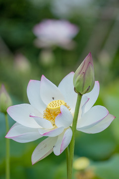 荷花盛开蜜蜂