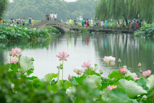 西湖荷花