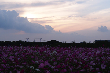 黄昏天空下的彩色花海