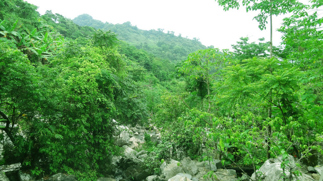 海南琼中百花岭