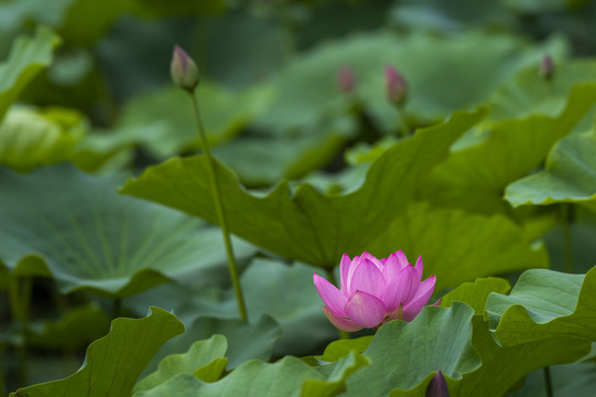 荷花绽放