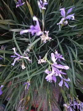蘭花草