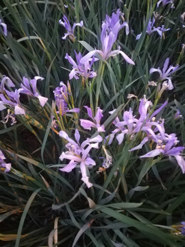 蘭花草