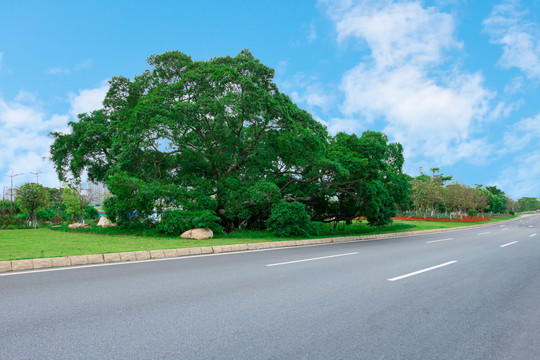 公路边的大榕树