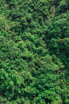 绿树背景